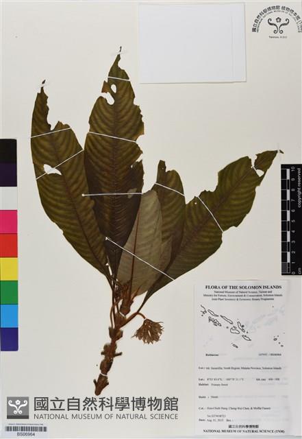 登錄號:BS06964藏品圖，第1張
