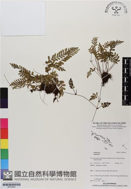 Accession Number:BP02964 Collection Image