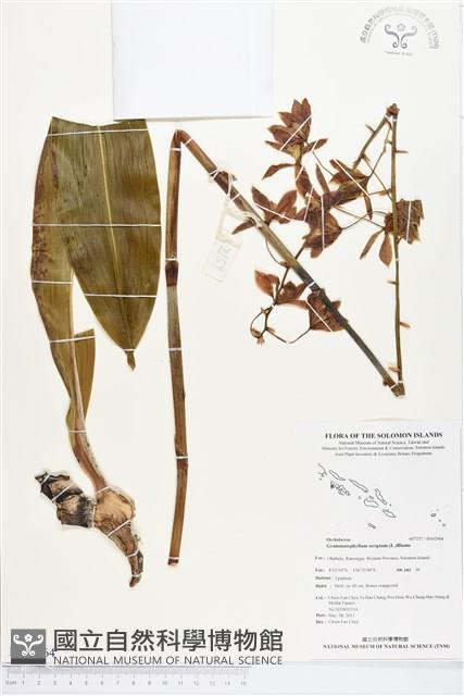 虎蘭藏品圖，第1張