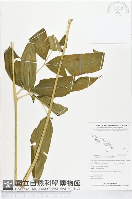 全緣鳳丫蕨藏品圖，第1張