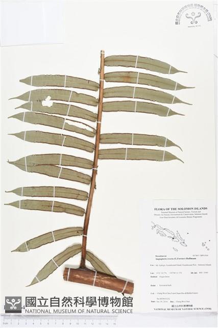 蘭嶼觀音座蓮藏品圖，第1張