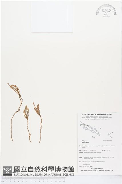 登錄號:BS04964藏品圖，第1張