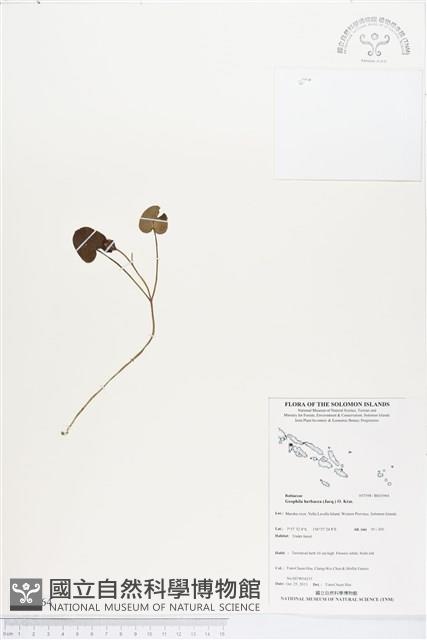 苞花蔓藏品圖，第1張