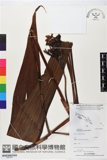 登錄號:BS06364藏品圖，第1張