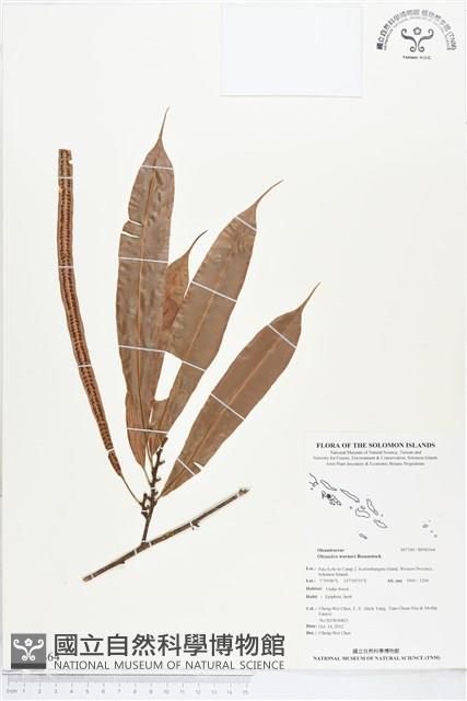 登錄號:BP00364藏品圖，第1張