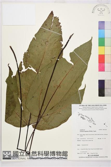 登錄號:BP03364藏品圖，第1張