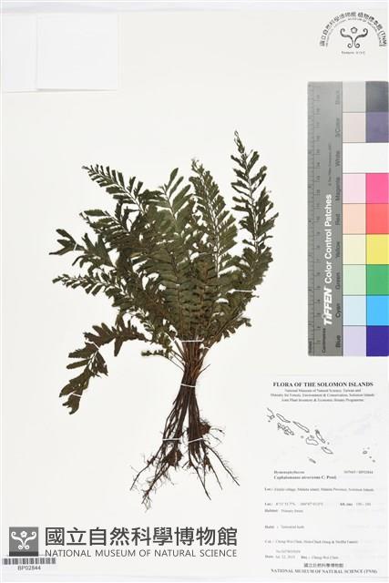 登錄號:BP02844藏品圖，第1張