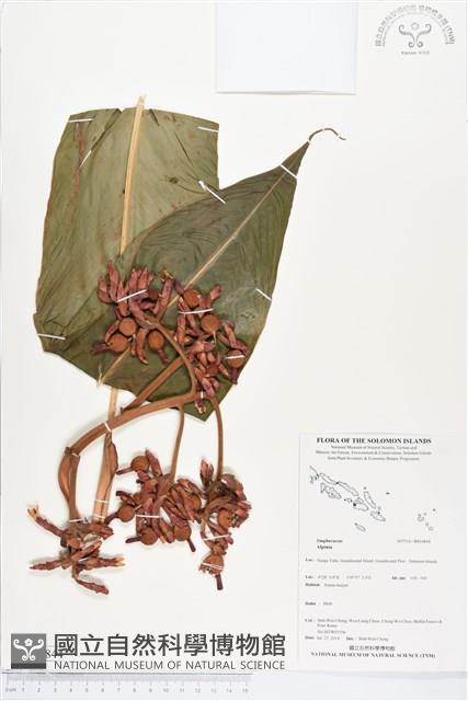 登錄號:BS04844藏品圖，第1張