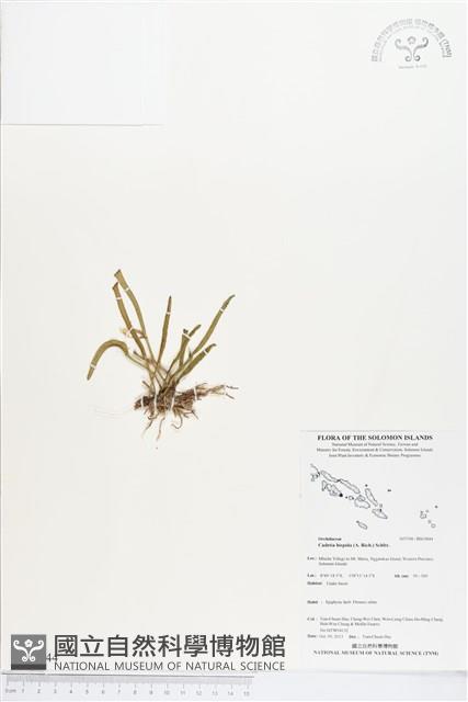 登錄號:BS03844藏品圖，第1張