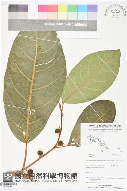 登錄號:BS06044藏品圖，第1張