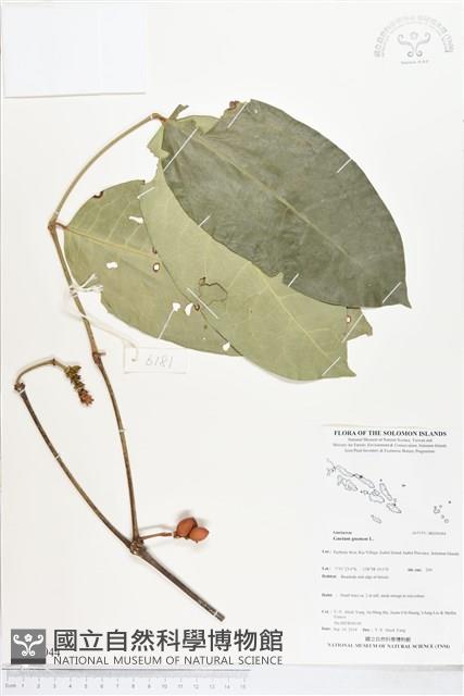 買麻樹藏品圖，第1張