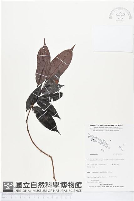 登錄號:BS05044藏品圖，第1張