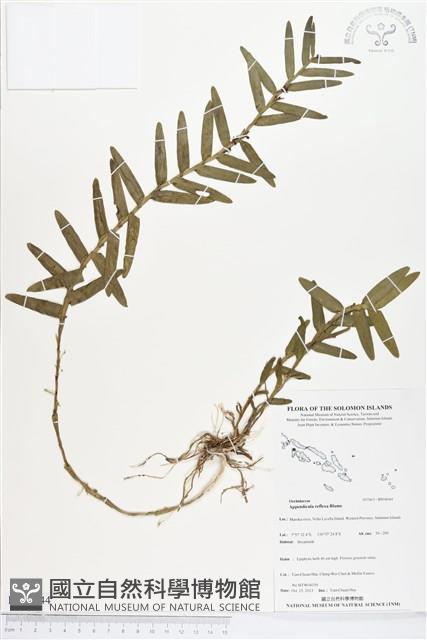 台灣竹葉蘭藏品圖，第1張