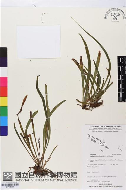 Accession Number:BP02644 Collection Image