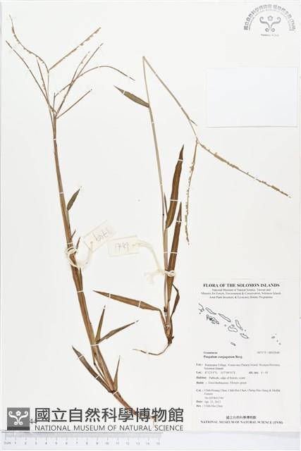 兩耳草藏品圖，第1張