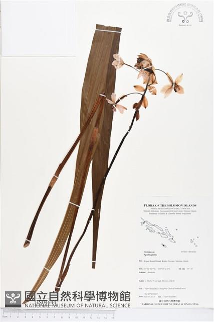 登錄號:BS04644藏品圖，第1張