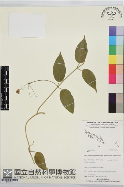 登錄號:BS07644藏品圖，第1張