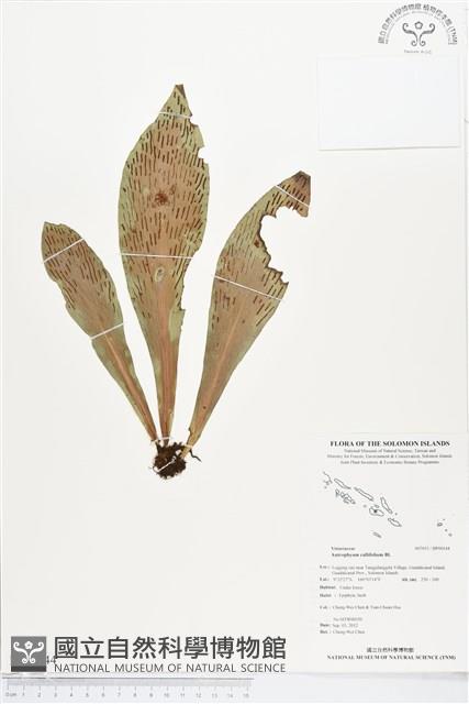 水芋葉車前、美葉車前蕨藏品圖，第1張