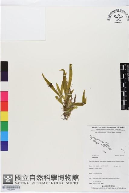 登錄號:BS06444藏品圖，第1張