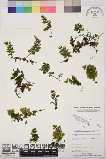 南洋假脈蕨藏品圖，第1張