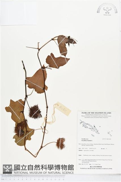 毛西番蓮藏品圖，第1張