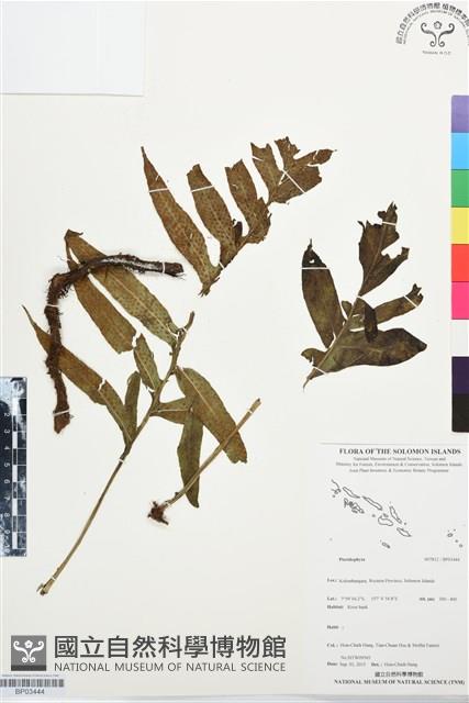 登錄號:BP03444藏品圖，第1張