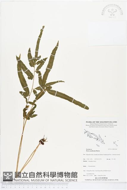 箭葉鳳尾蕨藏品圖，第1張