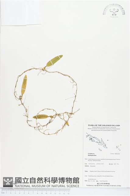 登錄號:BS04244藏品圖，第1張