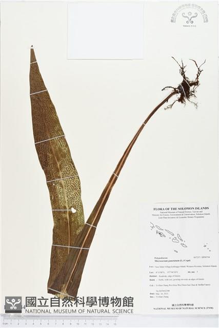 星蕨藏品圖，第1張