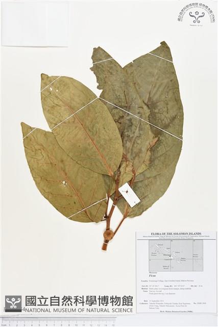 登錄號:BS01744藏品圖，第1張