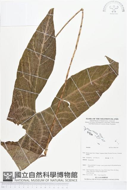 登錄號:BS03744藏品圖，第1張