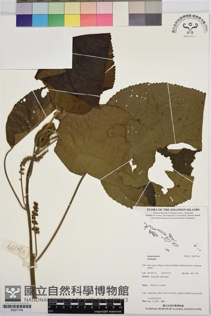 登錄號:BS07744藏品圖，第1張