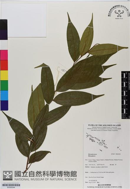 登錄號:BS06544藏品圖，第1張