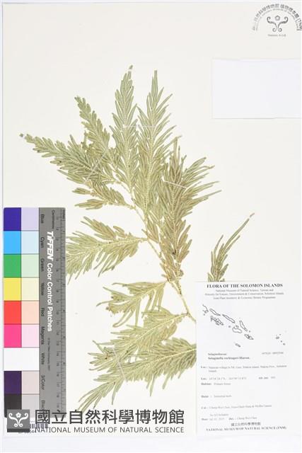 登錄號:BP02544藏品圖，第1張