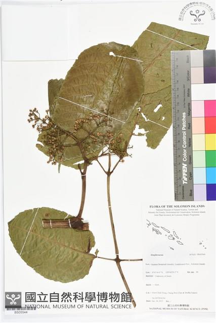 登錄號:BS05544藏品圖，第1張