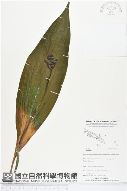 登錄號:BS04544藏品圖，第1張