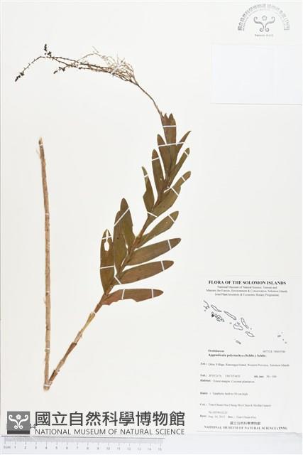 登錄號:BS03544藏品圖，第1張