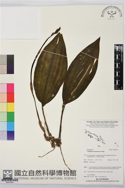 登錄號:BS07544藏品圖，第1張