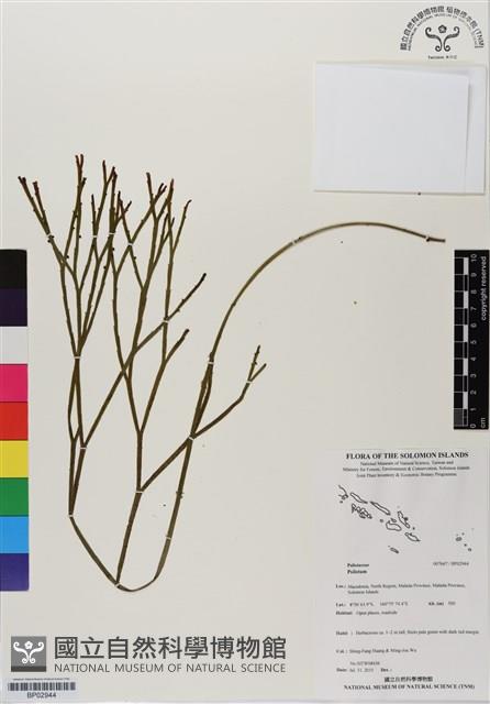 登錄號:BP02944藏品圖，第1張