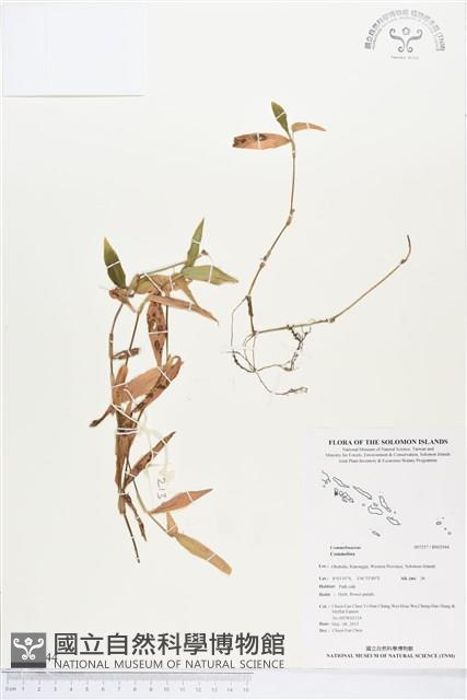 登錄號:BS02944藏品圖，第1張