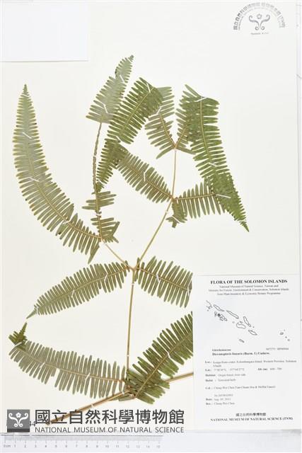 芒萁藏品圖，第1張