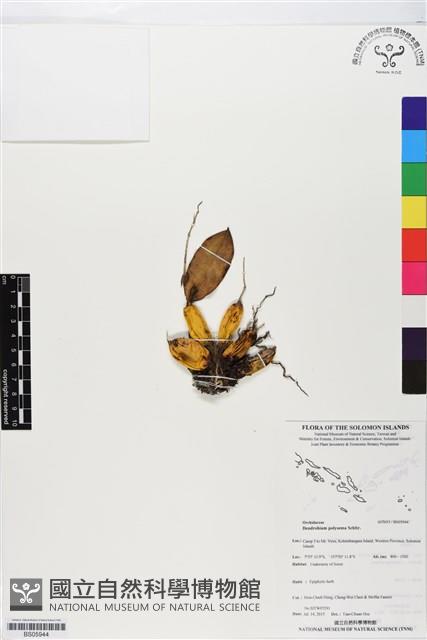 登錄號:BS05944藏品圖，第1張