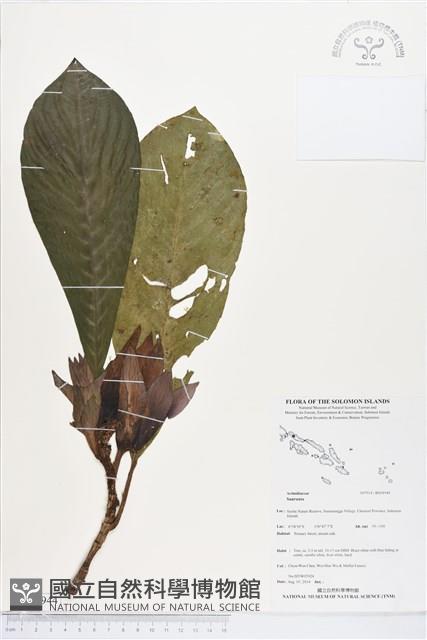 登錄號:BS04944藏品圖，第1張