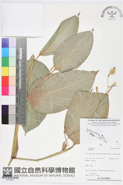 登錄號:BS06344藏品圖，第1張