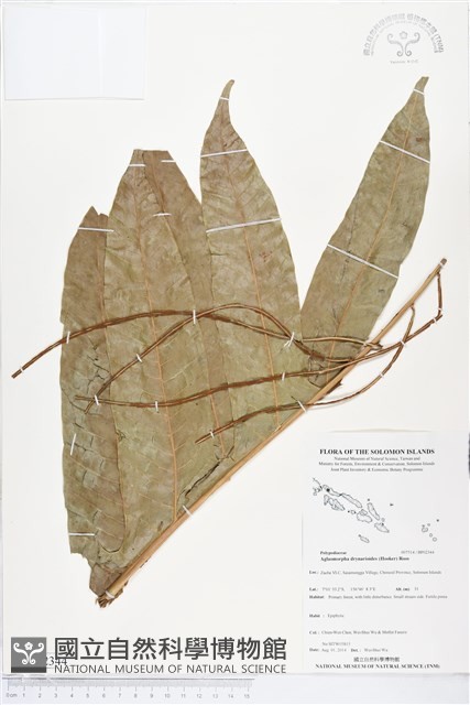 登錄號:BP02344藏品圖，第1張