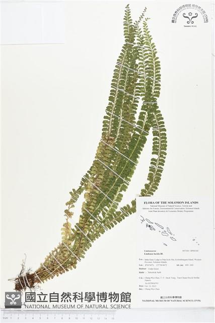 方柄鱗始蕨藏品圖，第1張
