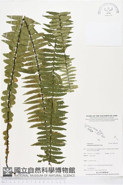 登錄號:BP01344藏品圖，第1張