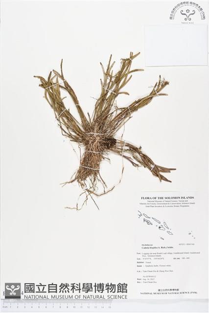 登錄號:BS01344藏品圖，第1張