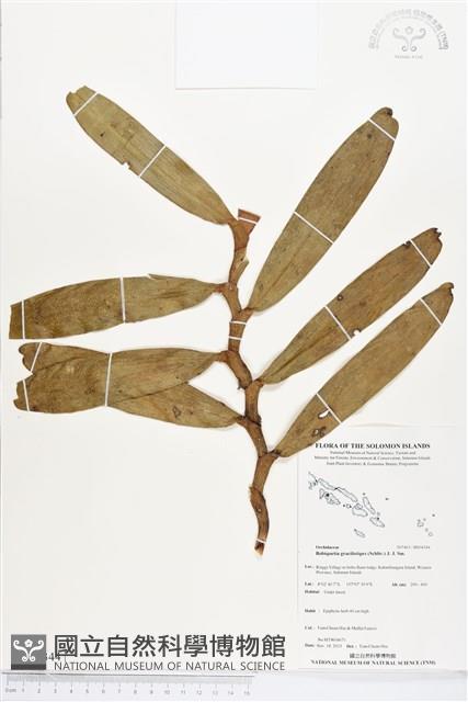 登錄號:BS04344藏品圖，第1張