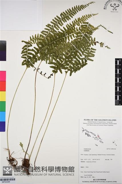 登錄號:BP03344藏品圖，第1張